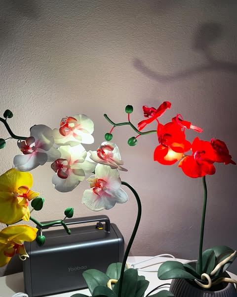 Орхідея - Зображення 2