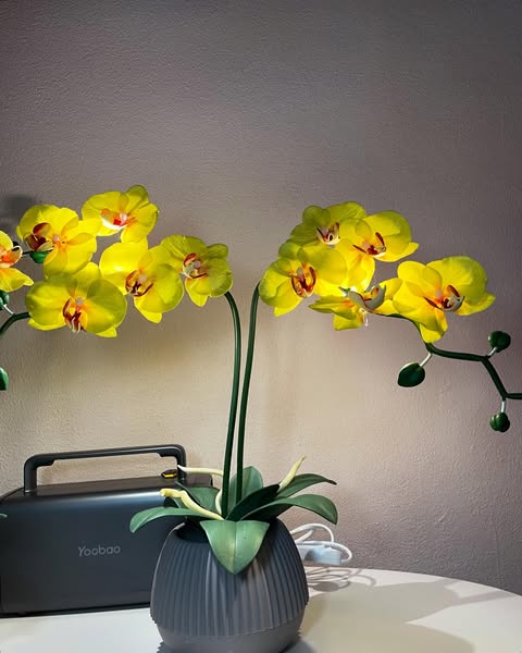 Орхідея - Зображення 3