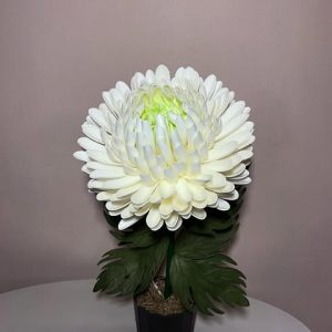 Хризантема