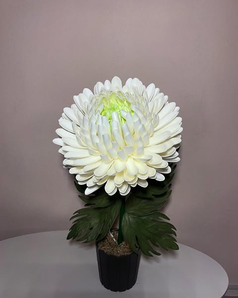 Хризантема