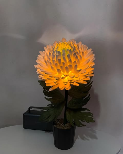 Хризантема - Зображення 2